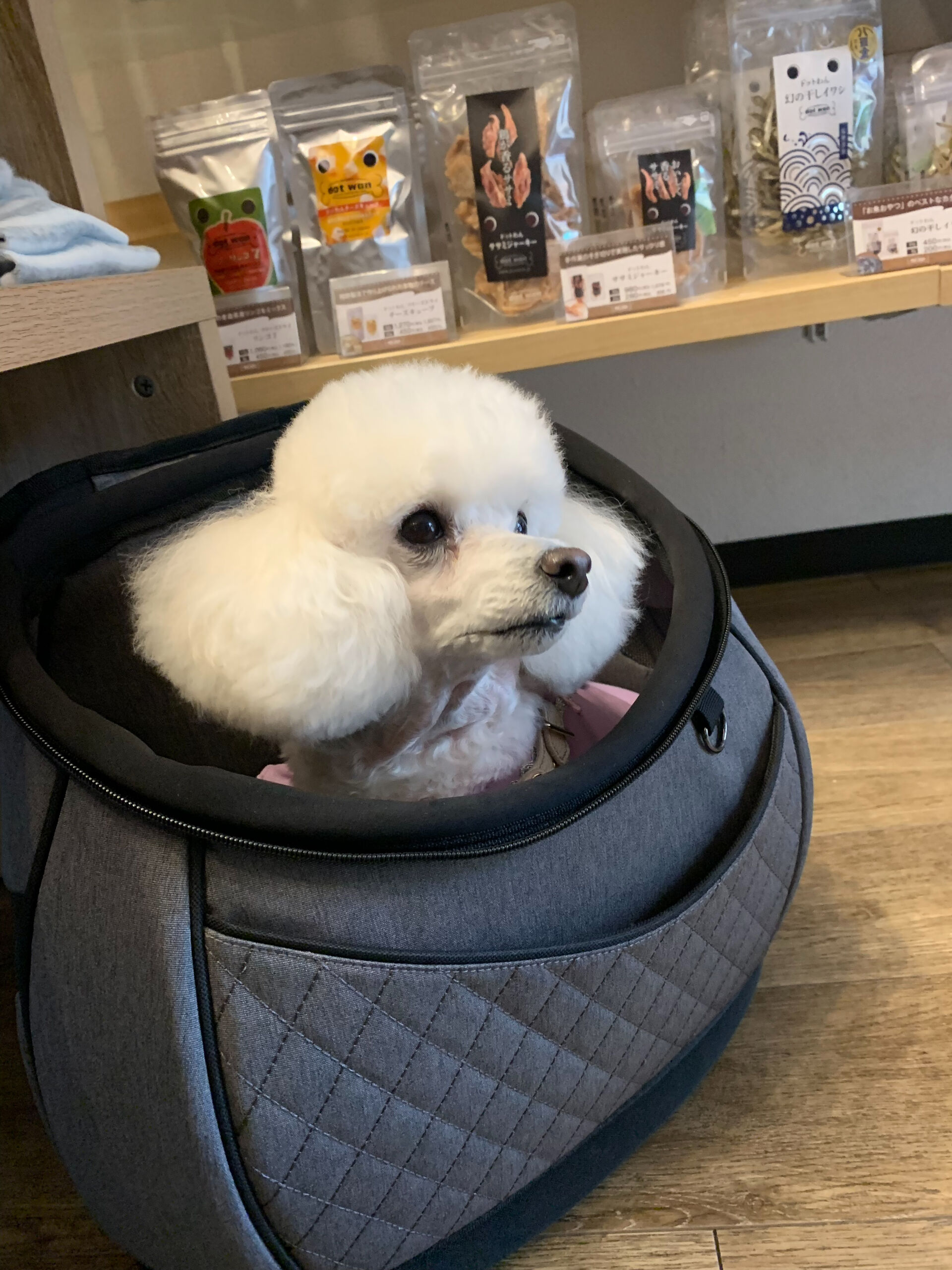 ポンスちゃんご来店ありがとうございます😊