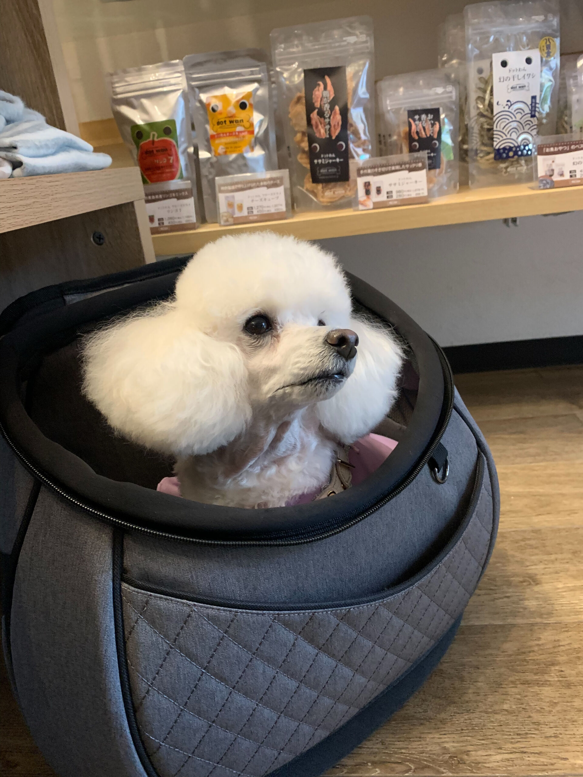 ポンスちゃんご来店ありがとうございます😊