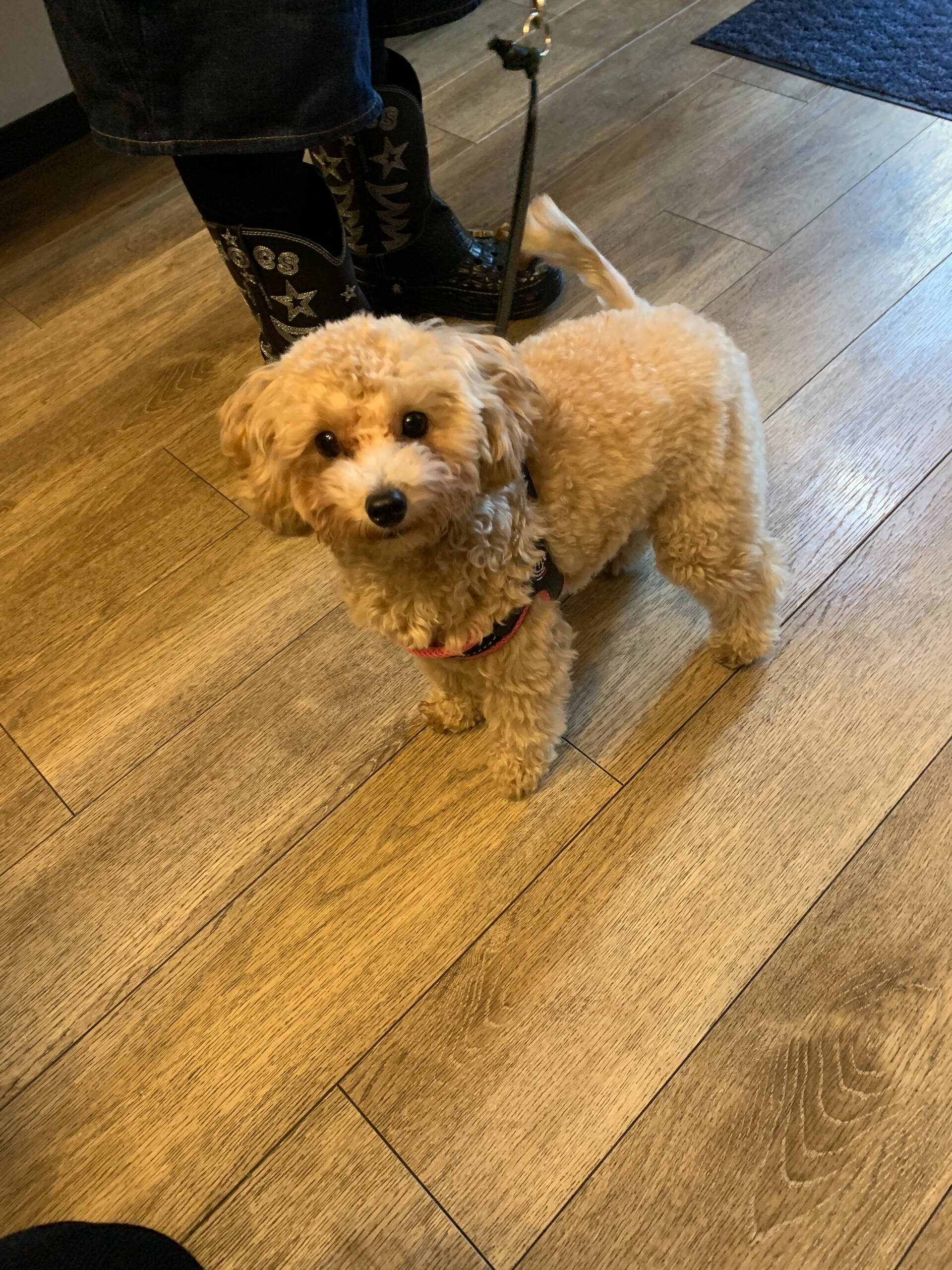 ピウちゃんご来店ありがとうございます😊