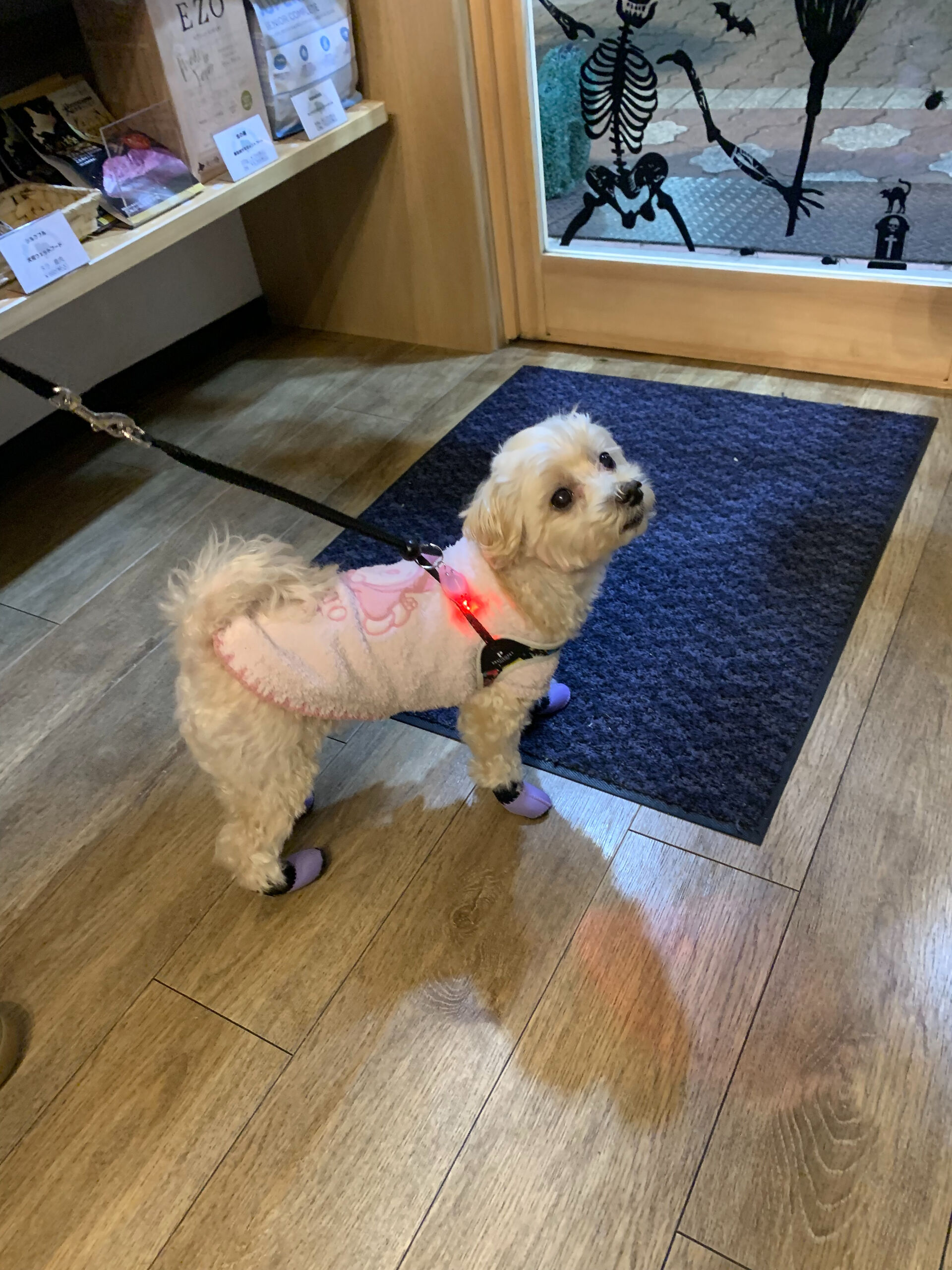 シェールちゃんご来店ありがとうございます😊