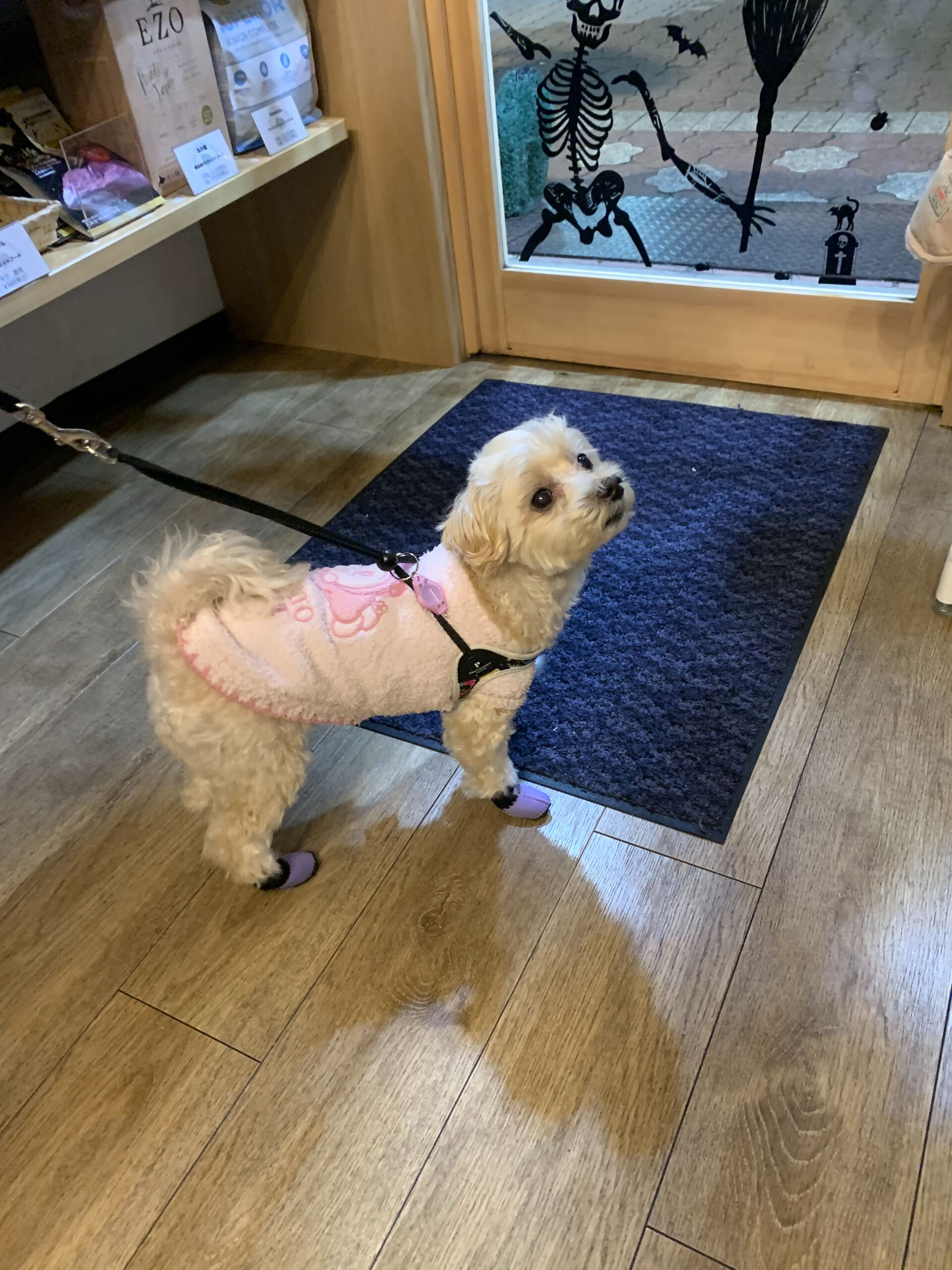 シェールちゃんご来店ありがとうございます😊