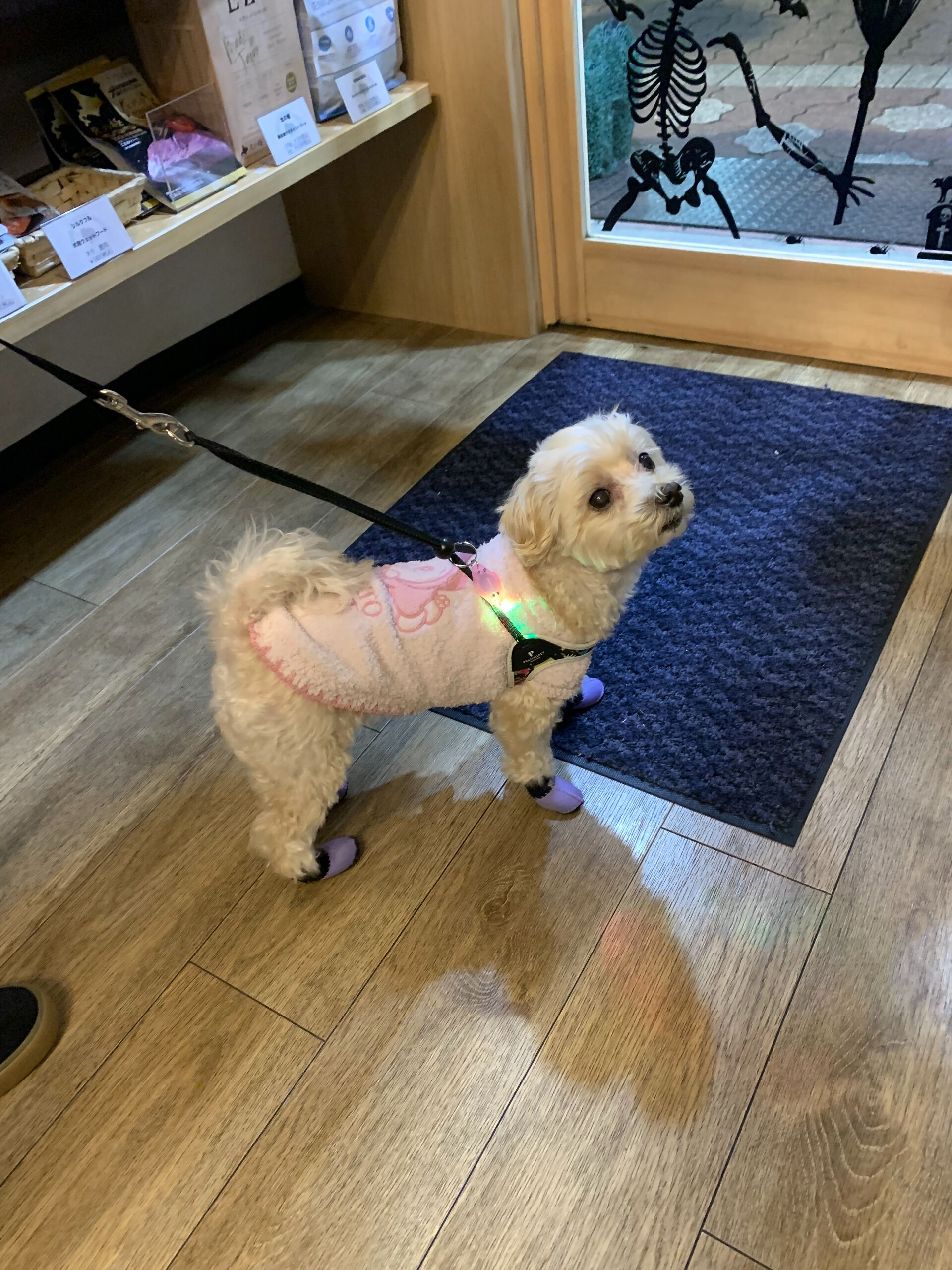 シェールちゃんご来店ありがとうございます😊