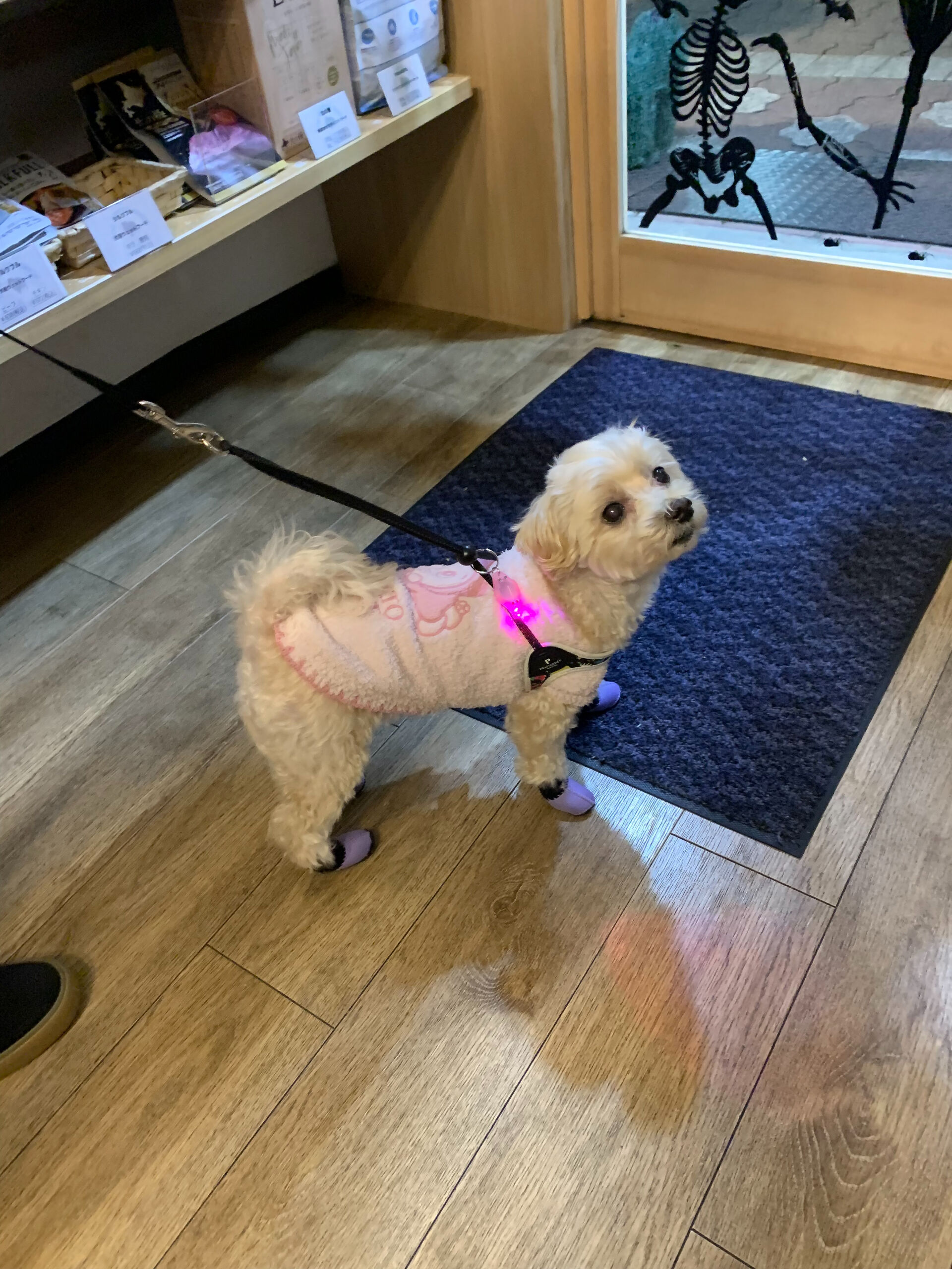 シェールちゃんご来店ありがとうございます😊