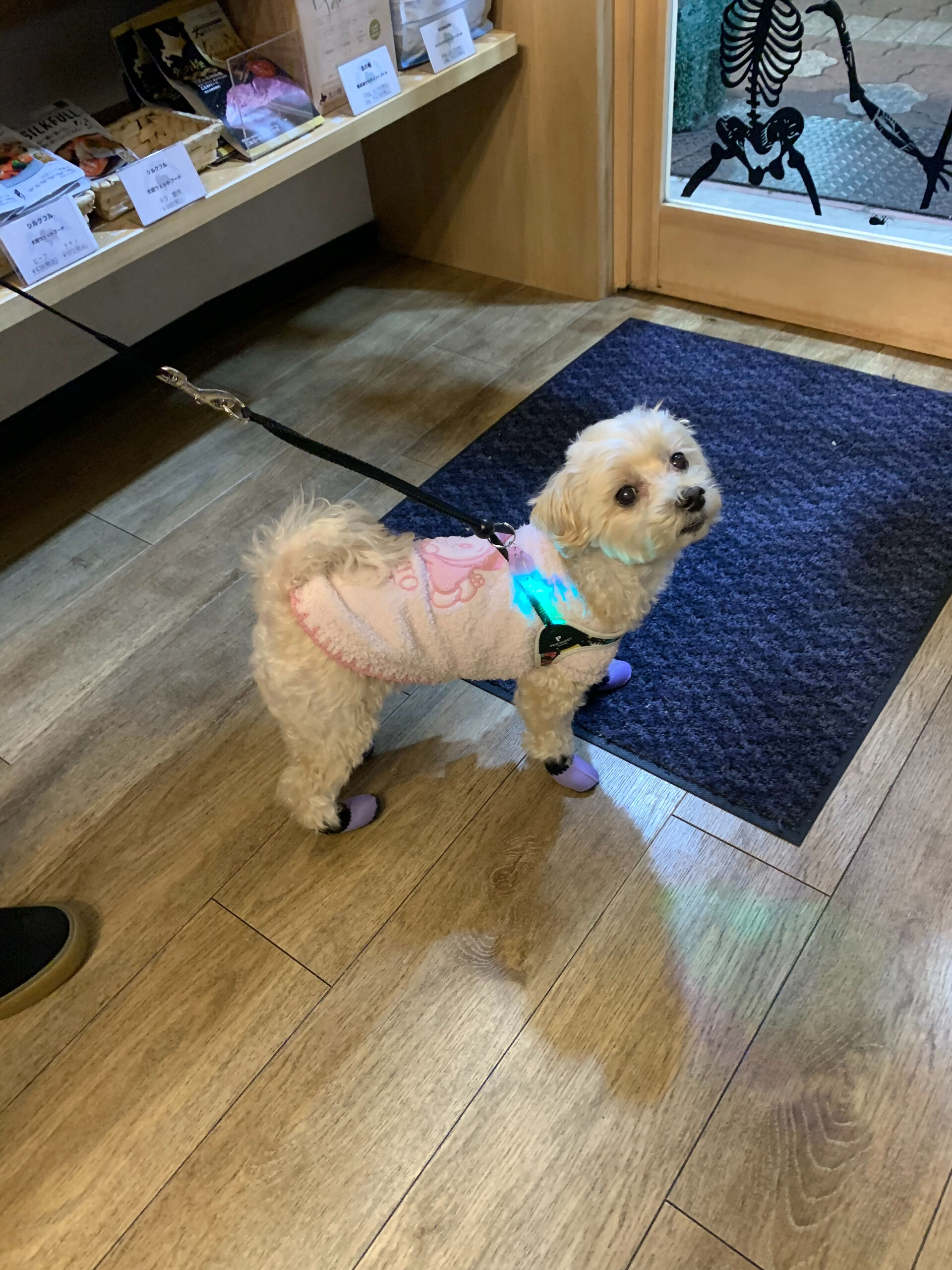 シェールちゃんご来店ありがとうございます😊