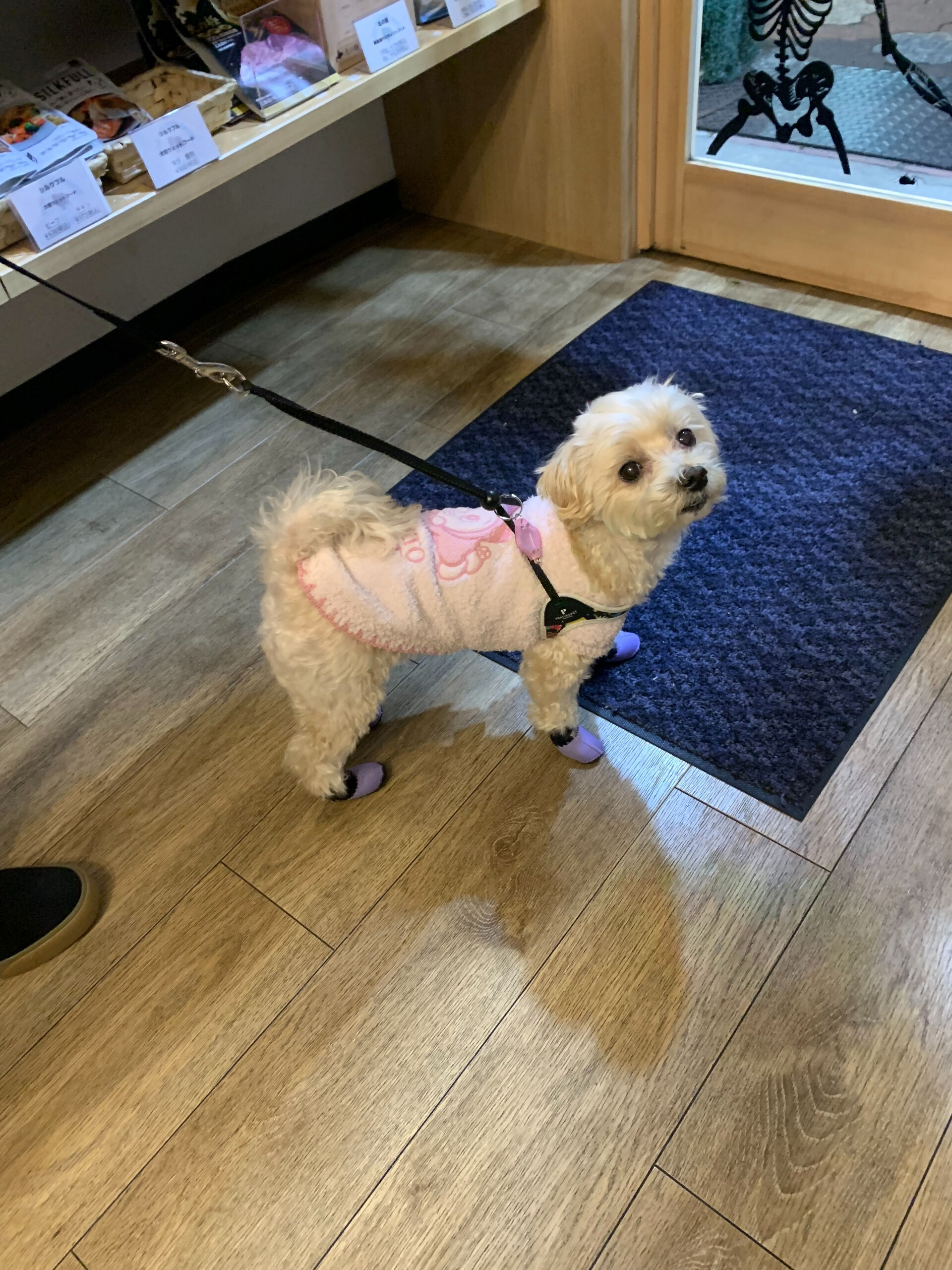 シェールちゃんご来店ありがとうございます😊