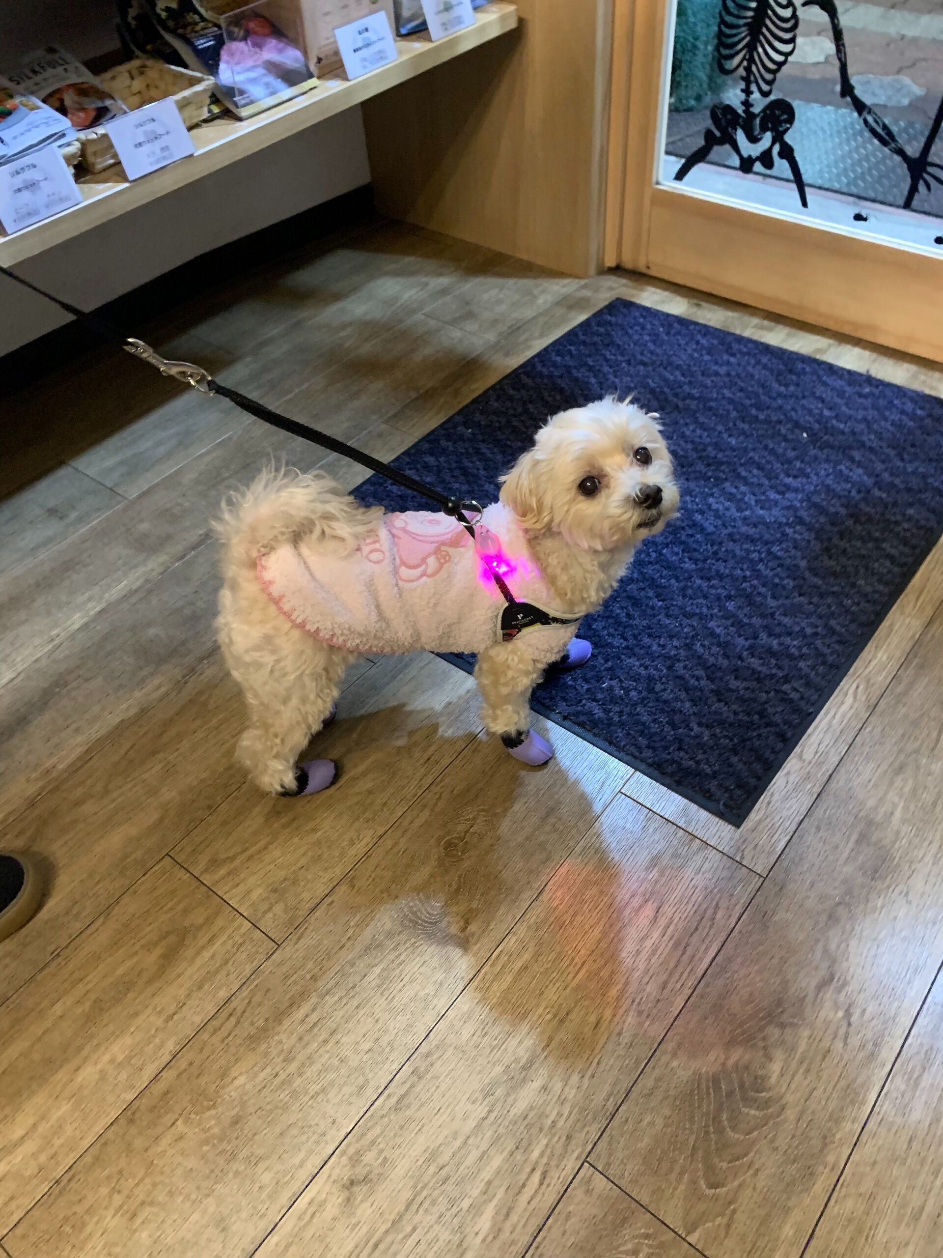 シェールちゃんご来店ありがとうございます😊