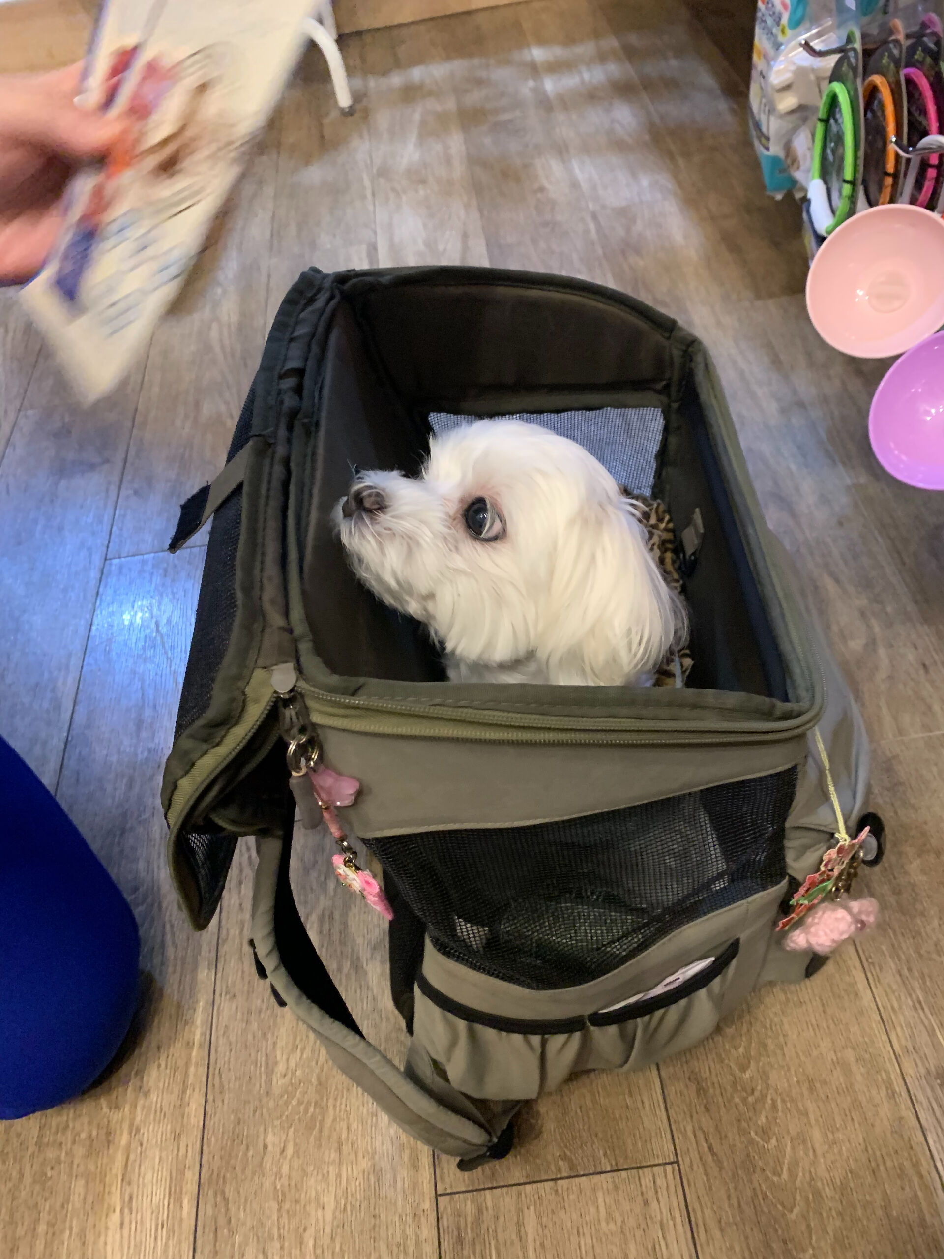 本日の大トリはさくらちゃんでしたー👏